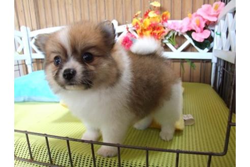 成約済の三重県のポメラニアン-27582の2枚目
